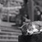 眠いニャ