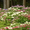 三室戸寺の紫陽花