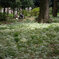 小石川植物園