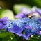 ハナバチ　紫陽花に舞う