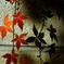 紅葉３