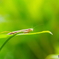 カマキリ
