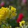 IMGP3027_R