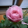 薔薇