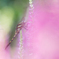 Softly