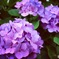 鎌倉の紫陽花