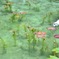 なもなき池