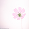 COSMOS