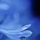 Deep Agapanthus.