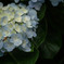 紫陽花3
