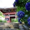 紫陽花