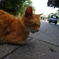 伏して猫心