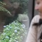 あじさい電車