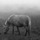 The world where is filled with the fog　6