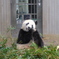 2016.06.18 上野動物園 ジャイアントパンダ