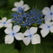 紫陽花