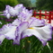 菖蒲２