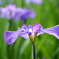 菖蒲４