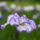 菖蒲９