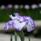 菖蒲１０
