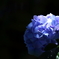 紫陽花　－暗ー