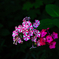 おめでたい紫陽花