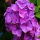 紫陽花