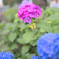 紫陽花