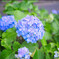 紫陽花
