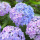 紫陽花