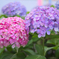 紫陽花
