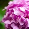 紫陽花①
