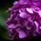紫陽花②