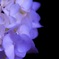 紫陽花④