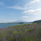 富士山とラベンダー畑
