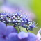 紫陽花・花