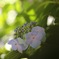 紫陽花の季節です