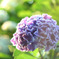紫陽花