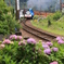 トーマスとあじさい２