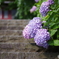 石段の紫陽花