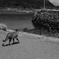 相島2