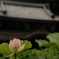 三室戸寺にて