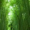 緑の道