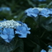 紫陽花2