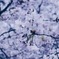６月の桜