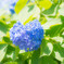 ハート紫陽花