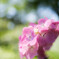 ピンクの紫陽花