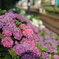 六月と紫陽花