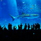 美ら海水族館