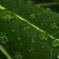 水滴のなかに......